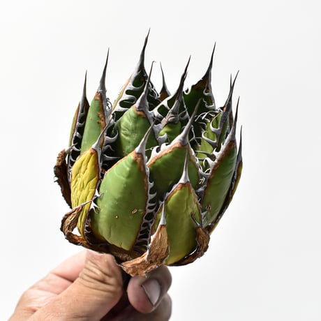 アガベ 精品ホリダ "精品狂刺霍利達"【台湾 dragon agave産/中株/抜き苗】C132