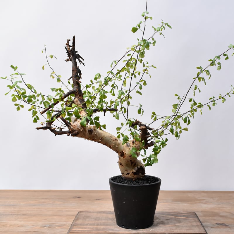 コミフォラ ピュア カタフ 秘蔵のスペシャル株 コミフォラ ピュア カタフ 秘蔵のスペシャル株 コミフォラ カタフ