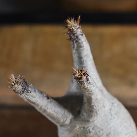 パキポディウム グラキリス【イチ押し！パキポディウム系の人気者！厳選した良型株を是非！！】 RF22549