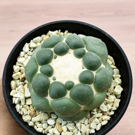コリファンタ 刺無象牙丸 【カキ仔】RFHK-300