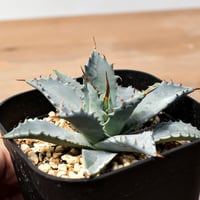 アガベ チタノタ FO-76 