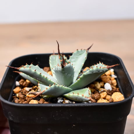 アガベ ハイブリット 日系イシスメンシス×象牙妖炎（陽炎エボリ）【台湾botanical_seeker産】RF25011406