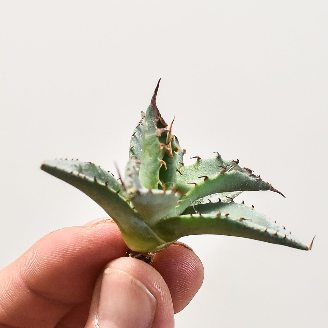 m*a様 【エボリBB】エボリスピナ×ブラックアンドブルー 子株