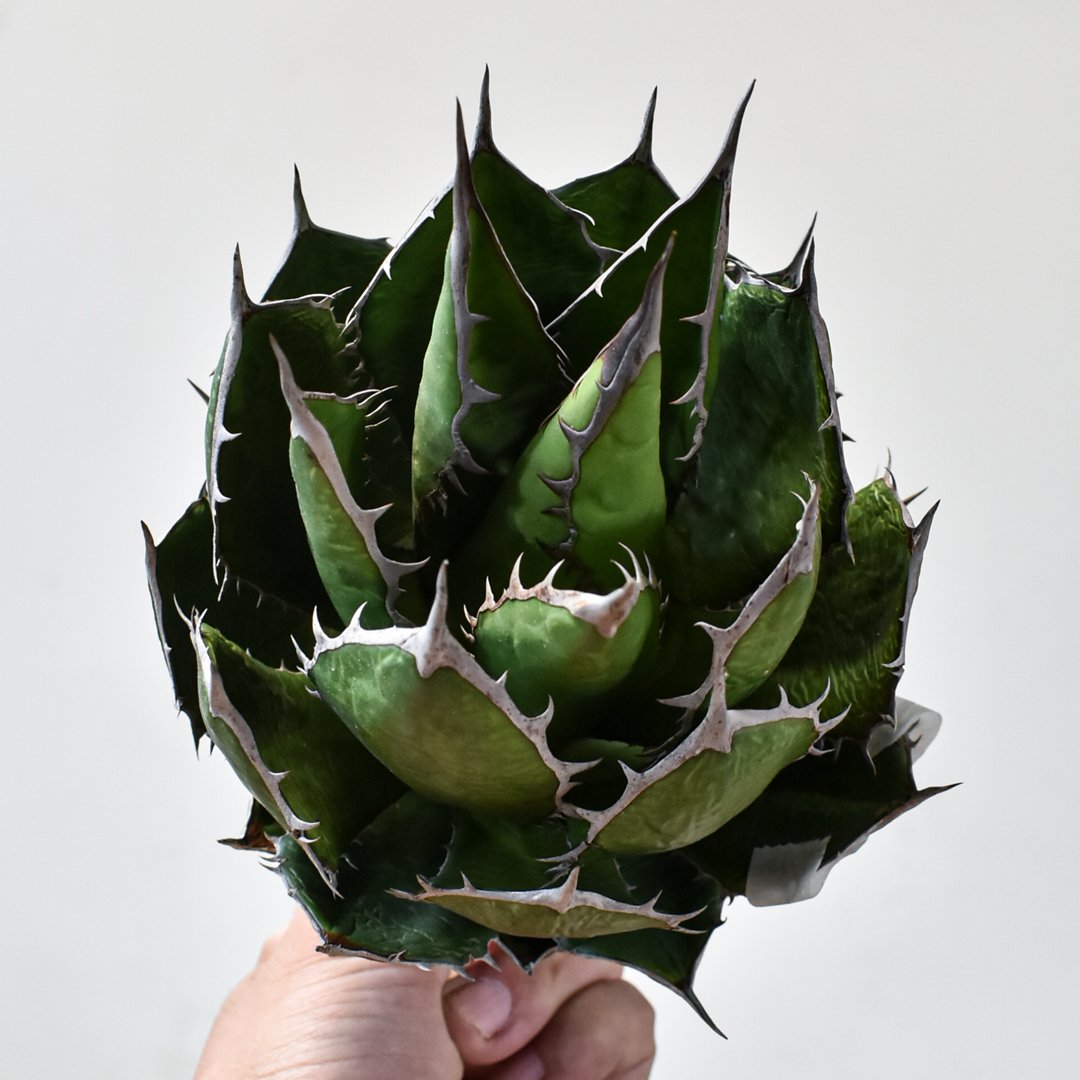 アガベ ホリダ OSP株 アガベ ホリダ【OSP選抜株 / 抜き苗】43 | RAFLUM / ラフラム｜東京