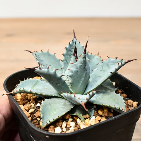 アガベ ハイブリット 日系イシスメンシス×象牙妖炎（陽炎エボリ）【台湾botanical_seeker産】RF25011391