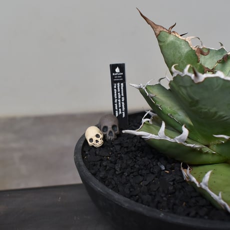 Matasuke Tatsumi（TEATOYA'S GALLERY）【Skull pebble set Black】type C