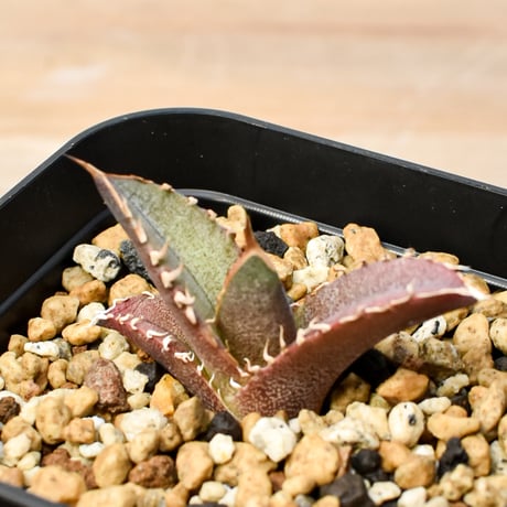 【RAFLUM育成株 5個セット】アガベ Mexico oteroi seeding / オテロイ実生 メキシコ産  【RAFLUM産/実生/子株】E