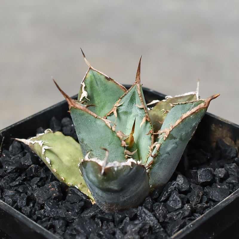 アガベ チタノタ 