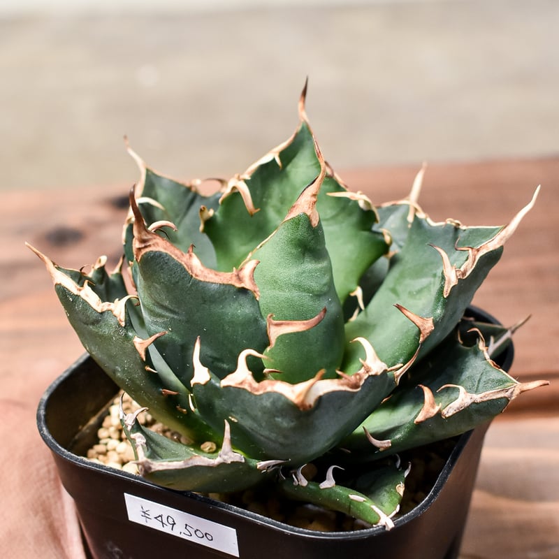 アガベ チタノタ 