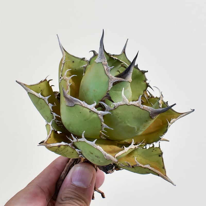 アガベ チタノタ パンダ 