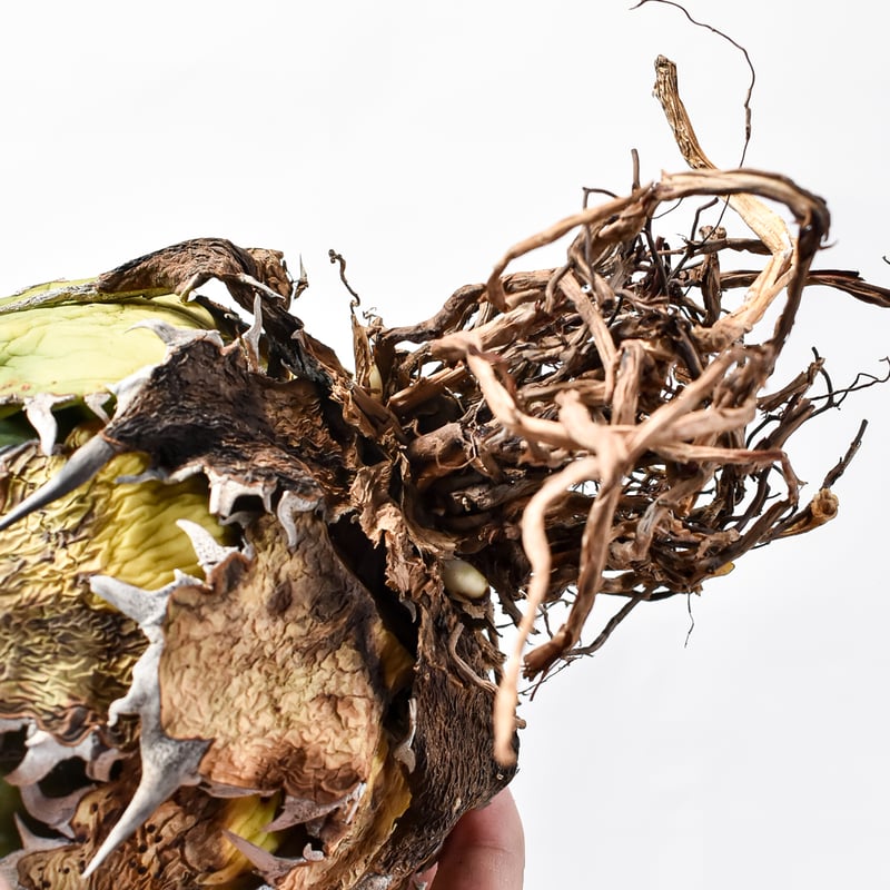 アガベ チタノタ 