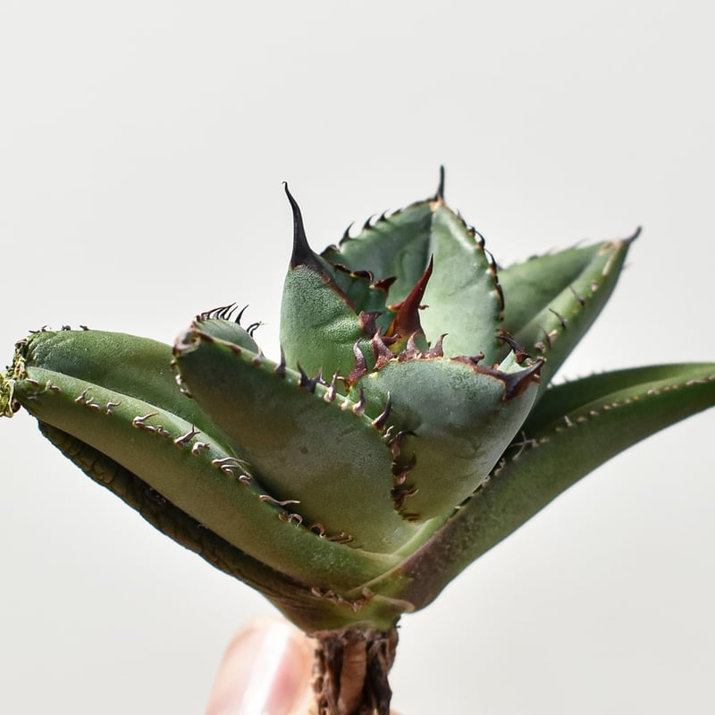 cj plants産　胖鯨　大株 アガベ チタノタ 