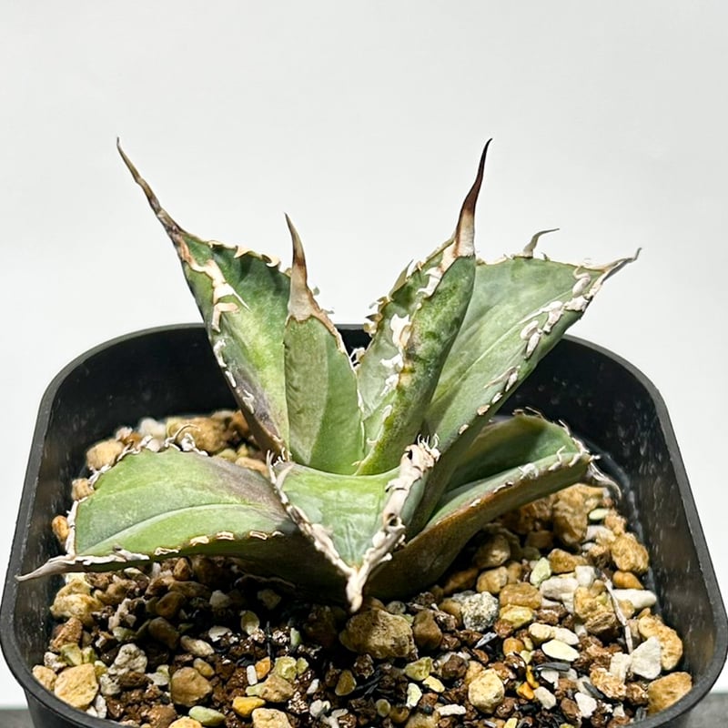 アガベ チタノタ ゴジラ 