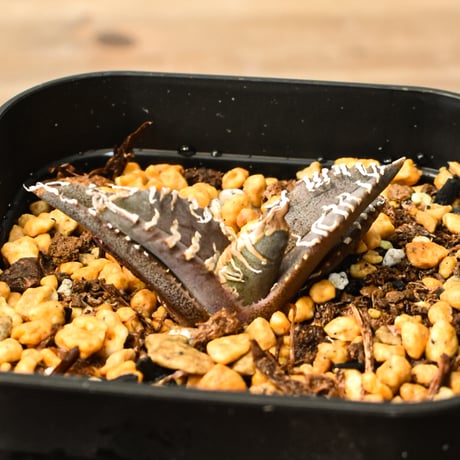 台湾ゴジラ | STORES