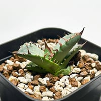 アガベ fo076 old チタノタ　オールド アガベ チタノタ FO-076 