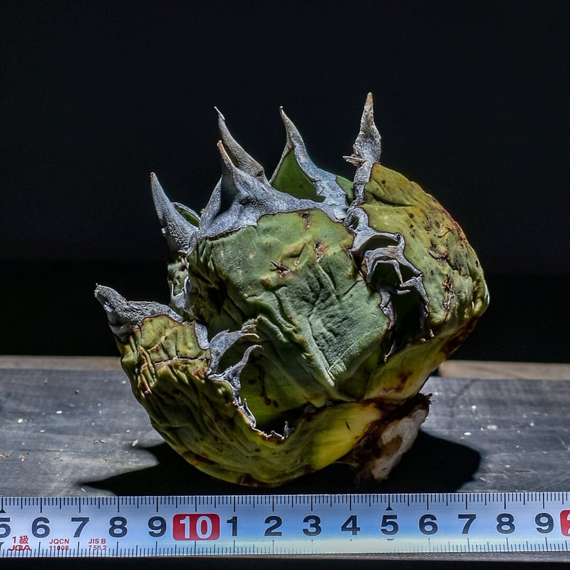 アガベ オアハカ アガベ オアハカ