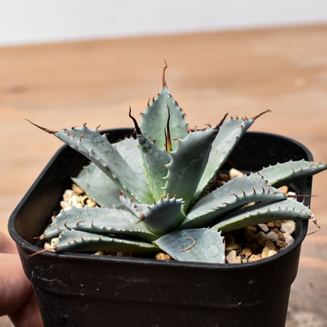 アガベ ハイブリット 日系イシスメンシス×象牙妖炎（陽炎エボリ）【台湾botanical_seeker産】RF25011393