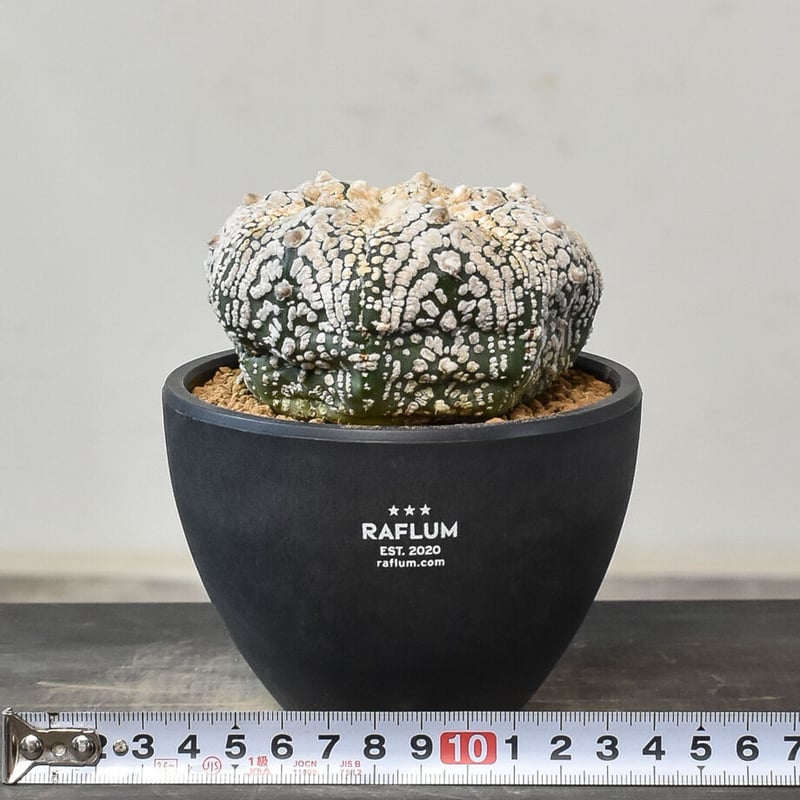 アストロフィツム スーパー兜（発根済み）RF231045 | RAFLUM