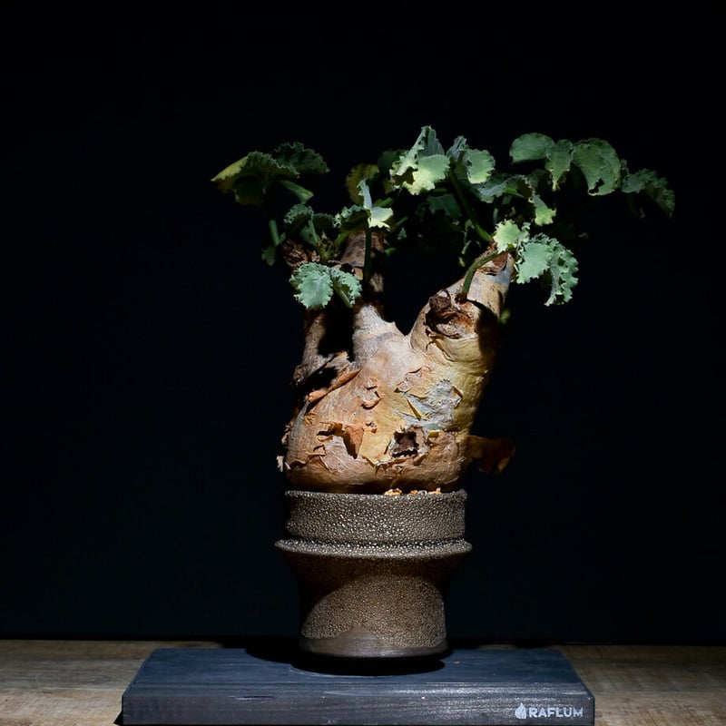 キフォステンマ マクロプス ソマリア産（発根済み）RF22124