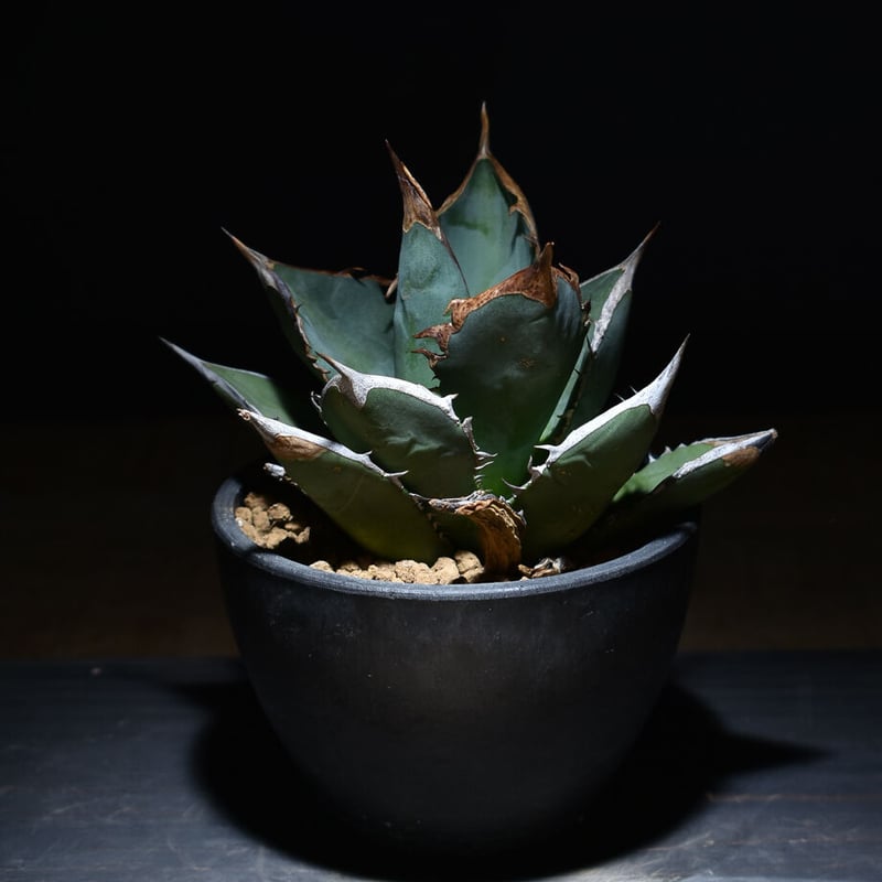 アガベ　タワーオブバベル 現品お届け】アガベ 4号 チタノタ タワーオブバベル Agave titanota