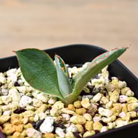 RAFLUMコレクション】コミフォラ エイル 【現地球/発根済み】A