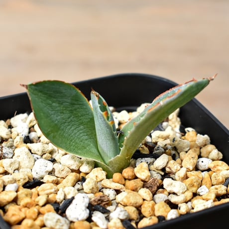 多肉植物アガベ チタノタ レッドキャットウィーズル 赤猫大子株 43株同梱 アガベレッドキャットウィーズル赤猫