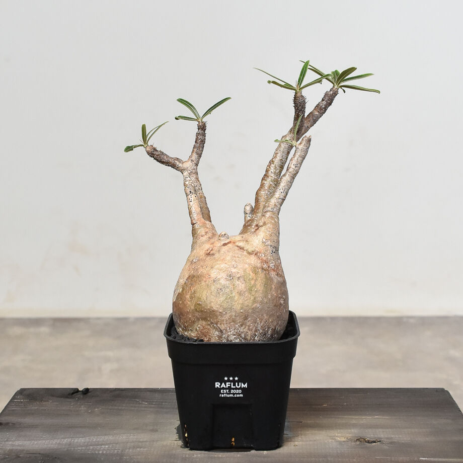 クリスマスファッション fit=scale-down,w=1200 塊根植物・コーデックス
