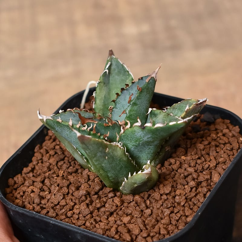 アガベ チタノタ 