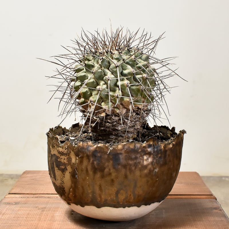 サボテン テロカクタス 大型鶴巣丸 実生 ※鉢のまま発送 多肉植物