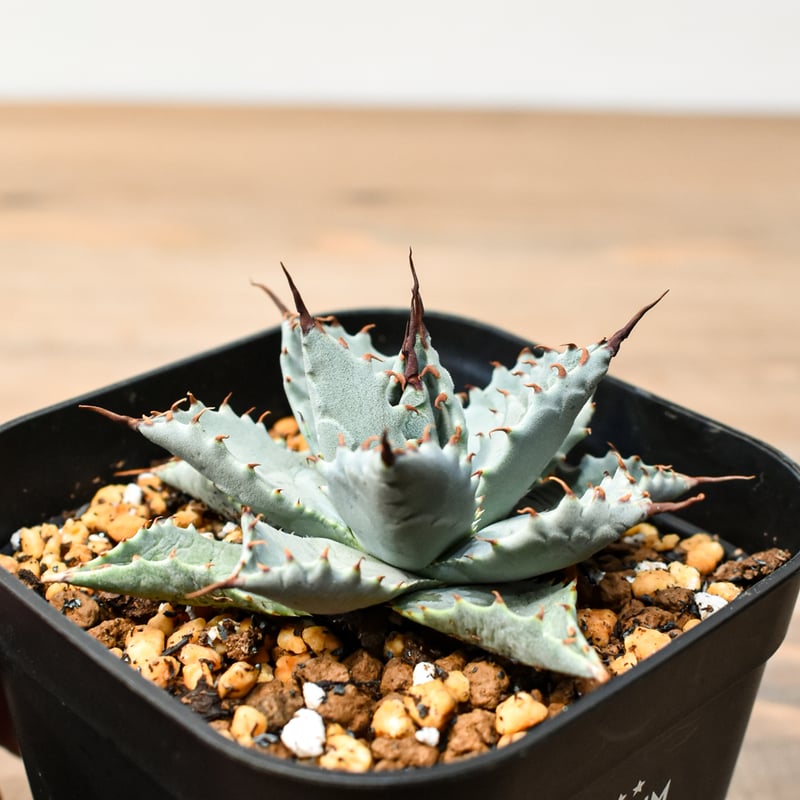 アガベ ハイブリット 日系イシスメンシス×象牙妖炎（陽炎エボリ