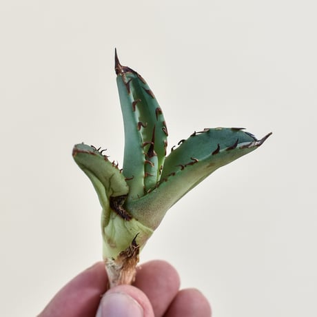 アガベ 鳳凰　大株 アガベ・チタノタ 鳳凰 子株-001｜agave titanota Phoenix | Pl