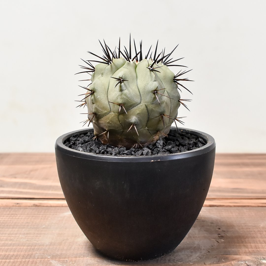 Copiapoa cinerea コピアポア 黒王丸 - 観葉植物