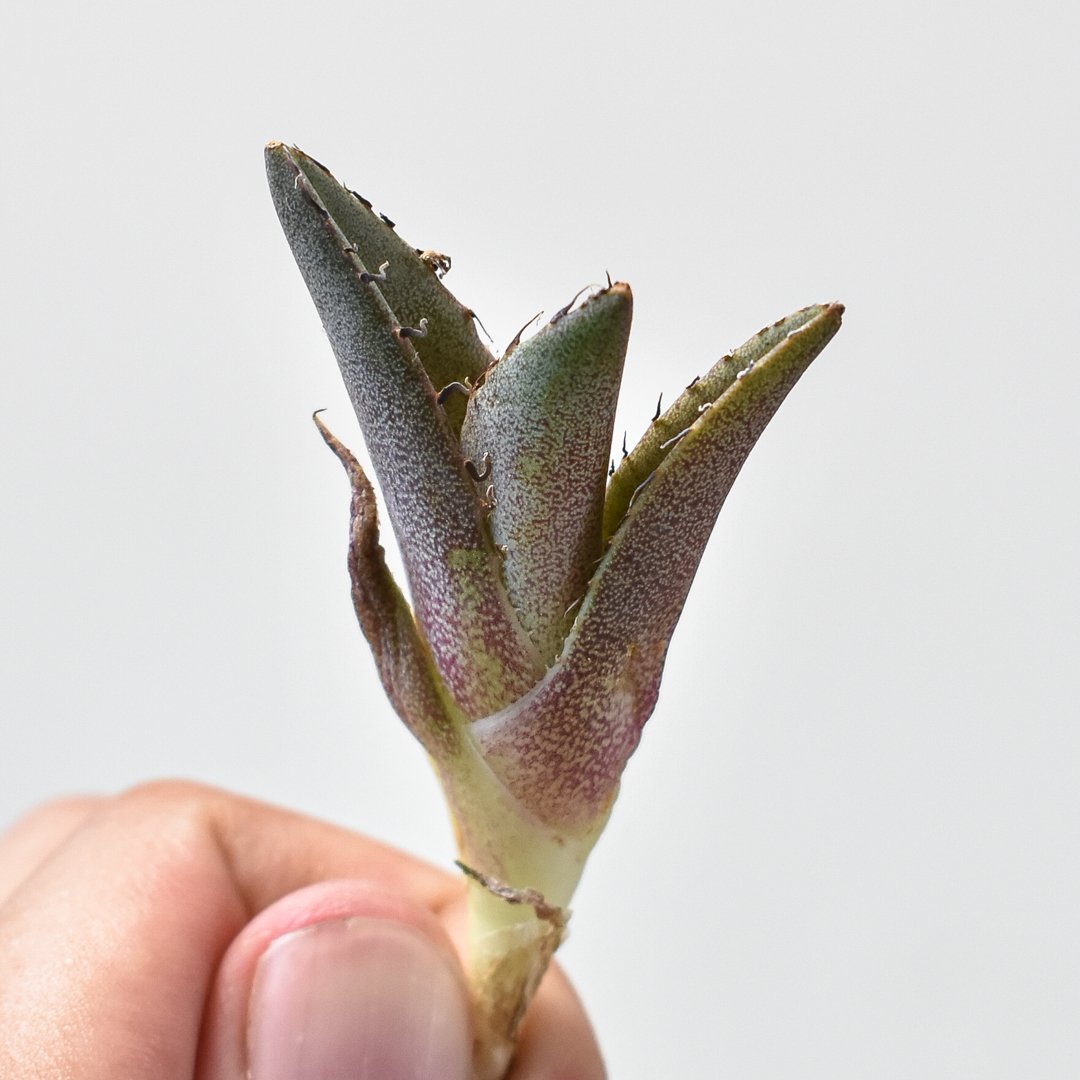 アガベ チタノタ 