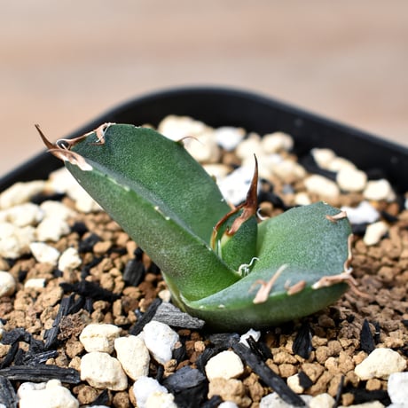 アガベシーザー | STORES