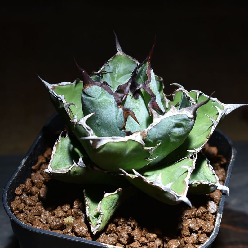 アガベ　チタノタ　オテロイ　ディアボロビアンコ　親株 アガベ チタノタ オテロイ ディアボロビアンコ 親株 アガベ チタノタ