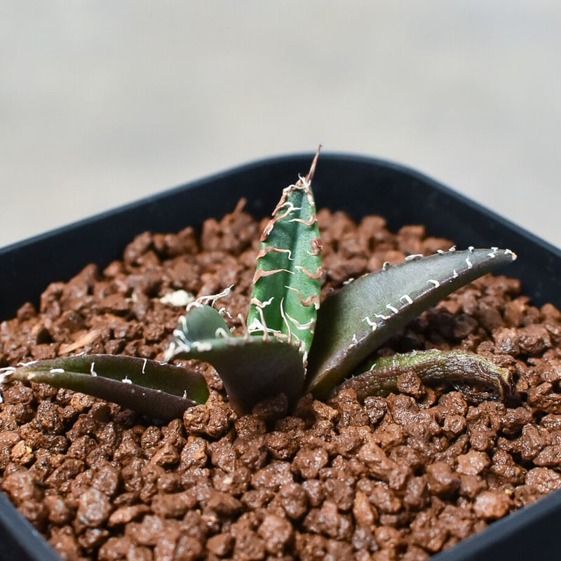 アガベ チタノタ シーザー 台湾育成家株 子株 3株セット OC 10/27採取 アガベ チタノタ シーザー 台湾育成家株 子株 3株セット OC 10/27採取