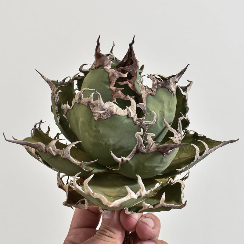 美株❗️チタノタ　シーザー　タグ付き❗️【 】 チタノタ シーザー 美株 タグ付き 【13】 - メルカリ