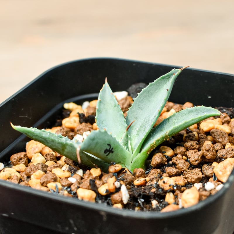 アガベ ハイブリット 