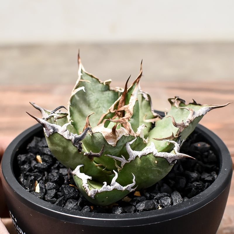 アガベ チタノタ シーザー / 凱撒 【台湾産/中株/発根済み】RF231618