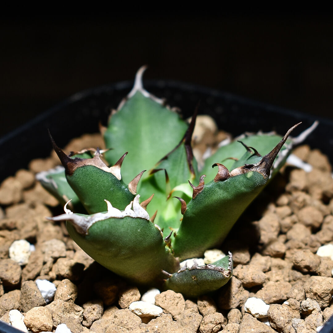 アガベ チタノタ ドワーフ “姫厳竜” （発根済み/子株）RF230020