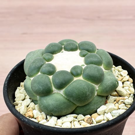 コリファンタ 刺無象牙丸 【カキ仔】RFHK-300