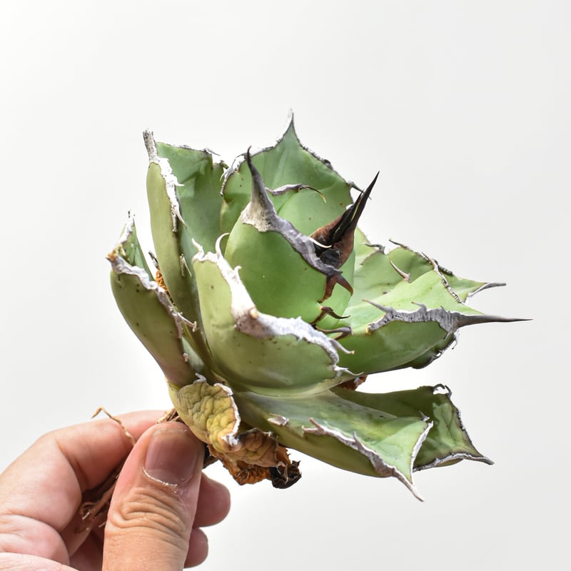 アガベ 黒豹　中株 アガベ チタノタ 