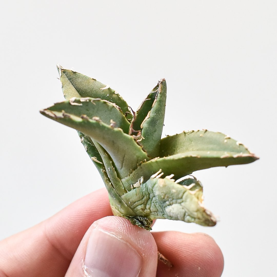 アガベチタノタDragon Agave クラブ　螃蟹 fit=scale-down,w=1200