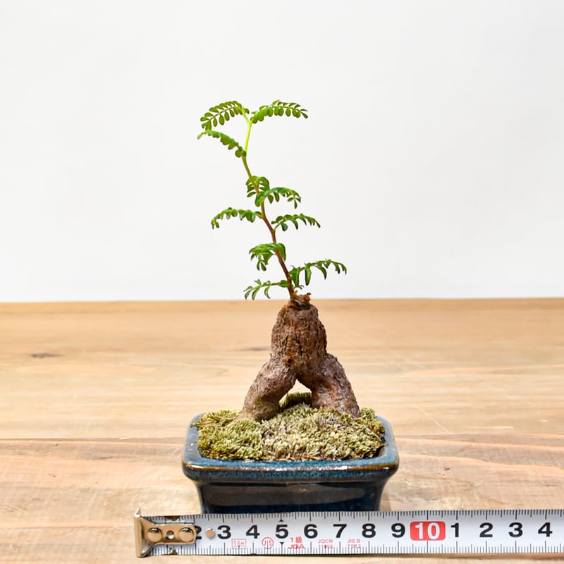 AP130 オペルクリカリア パキプス ベアルート株 オペルクリカリア・パキプス – TaiShoDo ONLINE SHOP