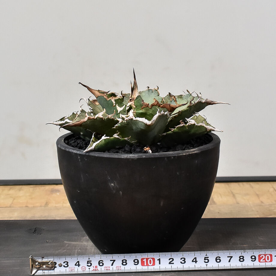 アガベ　チタノタ　バラクーダ アガベ チタノタ 