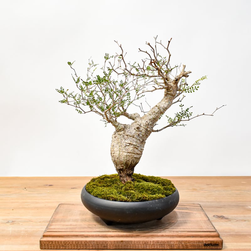 WACK” ON YOUR SIDE】オペルクリカリア パキプス WACK-A043 |