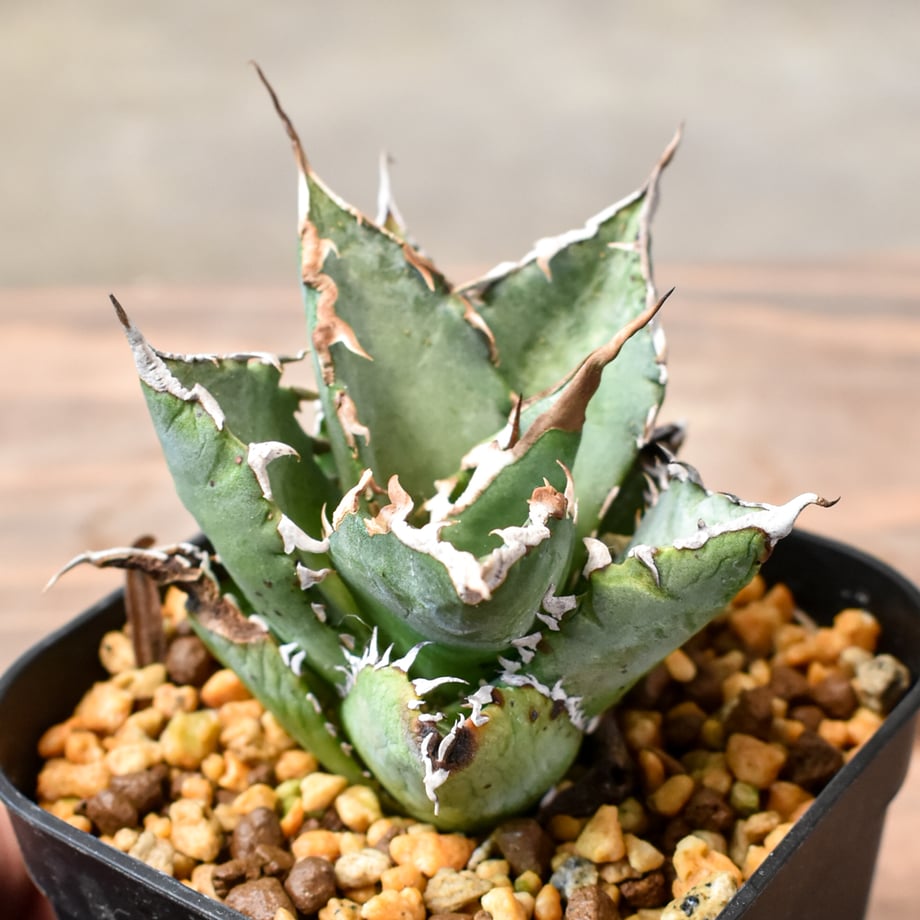 6695194765f6650877a5839e