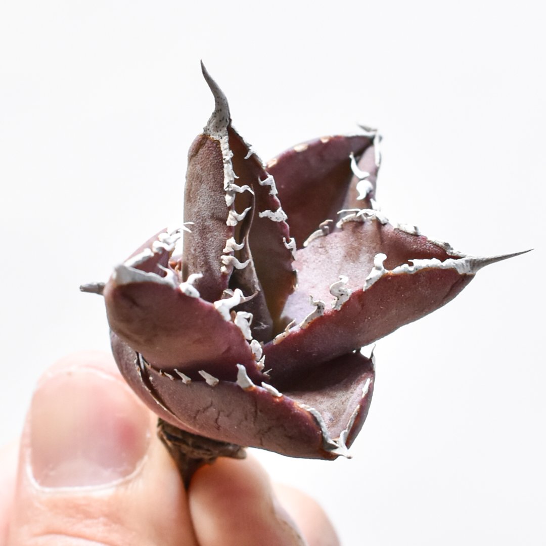 アガベ チタノタ 大量80株 程度 ネームド 魔丸 B&B など【値段交渉無し】 アガベ チタノタ 大量80株 程度 ネームド 魔丸 B&B など【値段