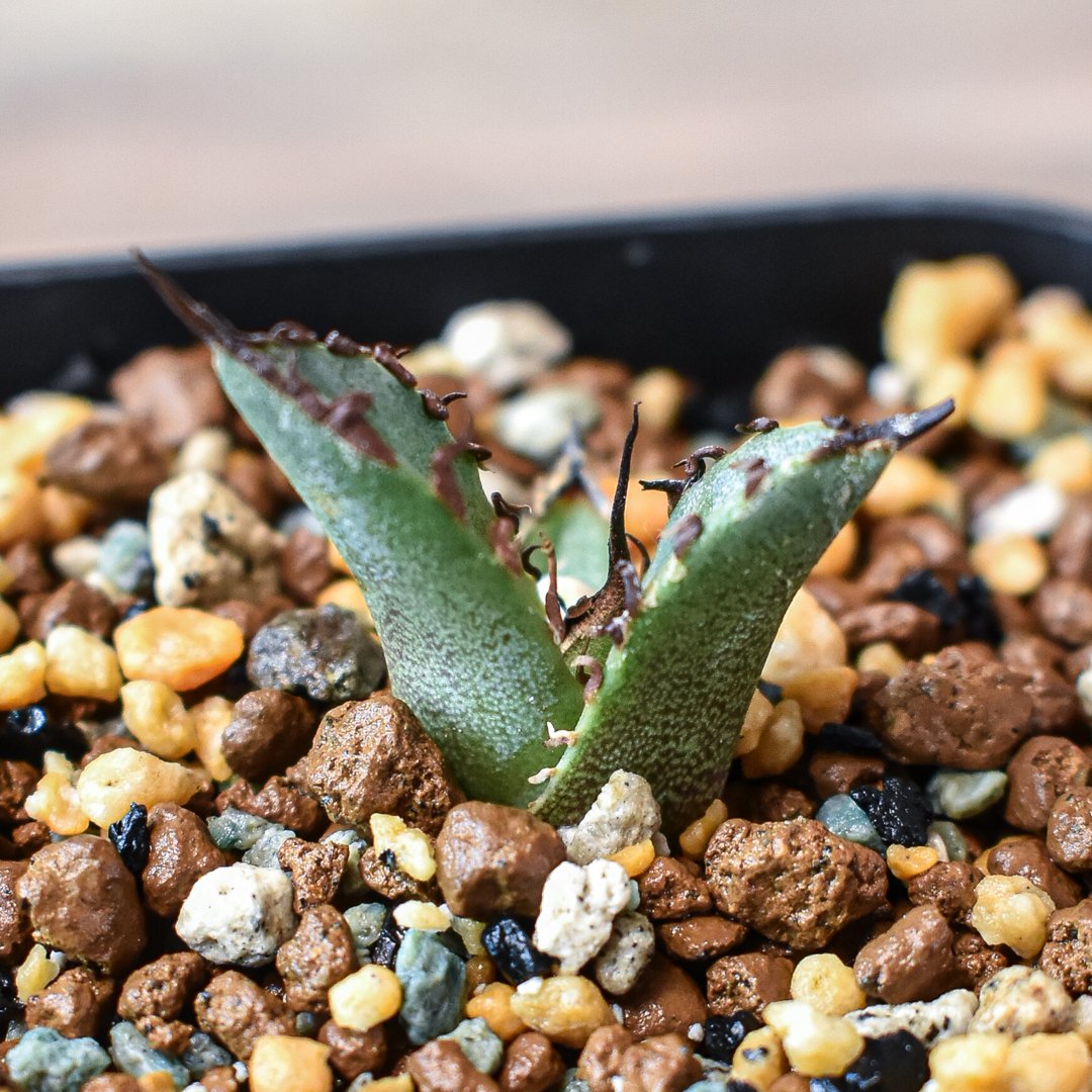 アガベ チタノタ 