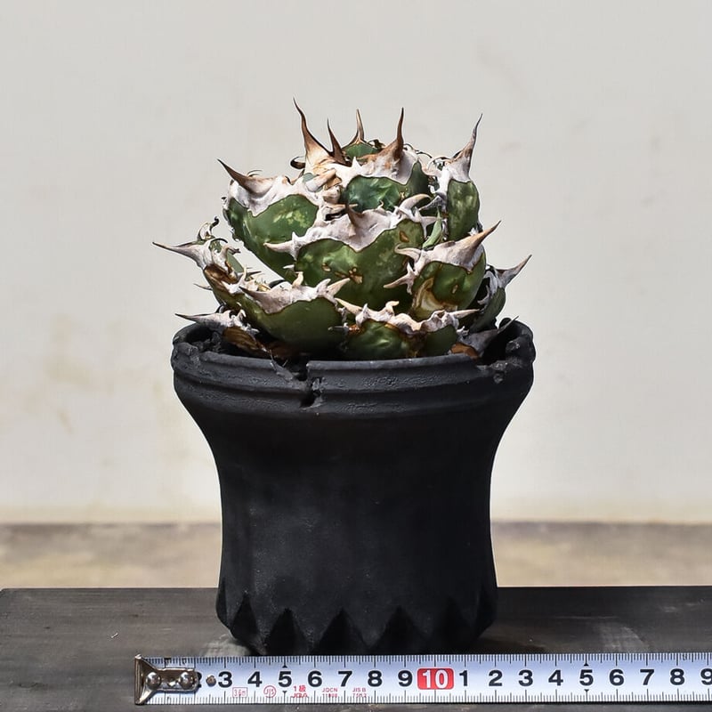 アガベ オアハカ オテロイ ベアルート ① Oaxac Oteroi オアハカ産